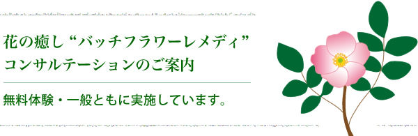 花の癒し“バッチフラワーレメディ”コンサルテーションのご案内。無料体験・一般ともに実施しています。