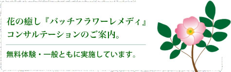 花の癒し“バッチフラワーレメディ”コンサルテーションのご案内。無料体験・一般ともに実施しています。